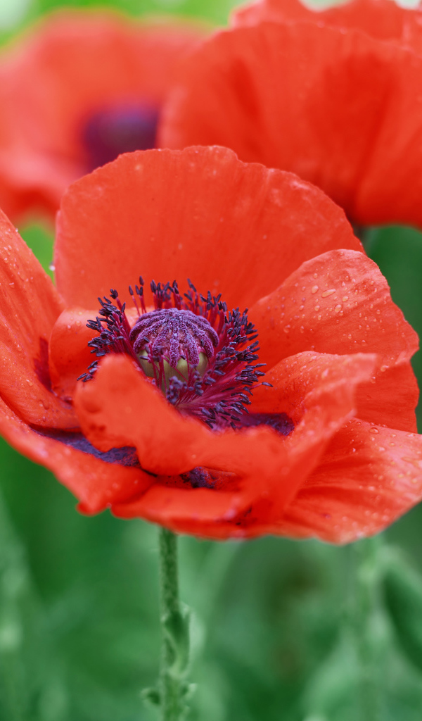 Красные летние красивые маки на зеленом фоне