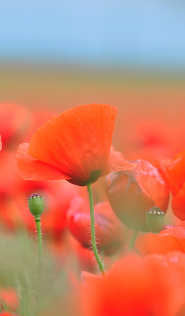 Красные летние полевые маки крупным планом 