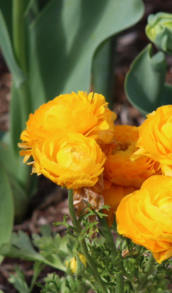 Красный тюльпан и желтые лютики на клумбе