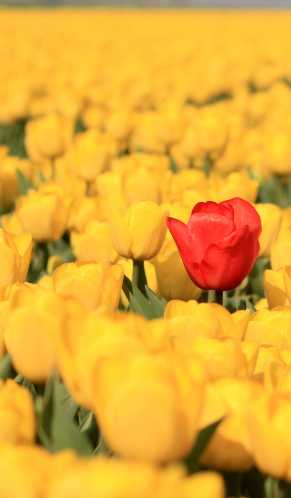 Красный тюльпан на поле с желтыми тюльпанами