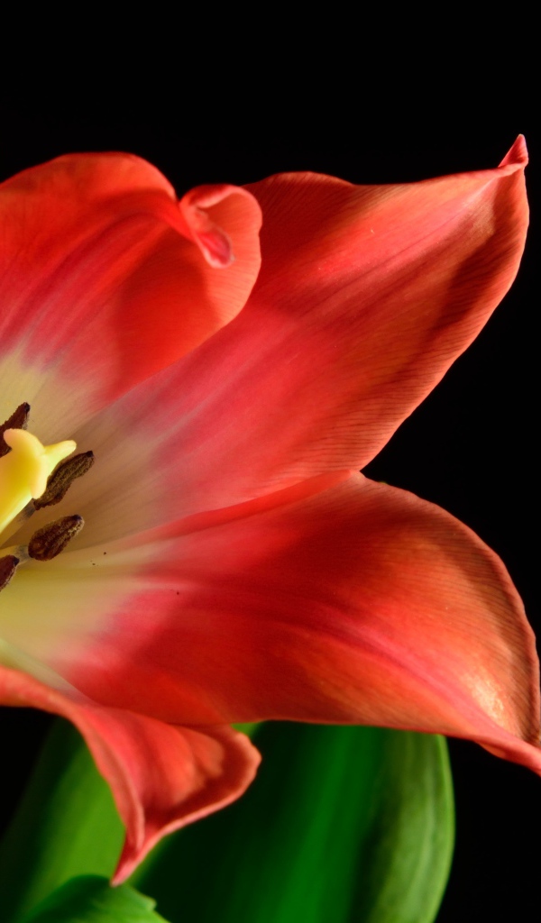 Красный тюльпан с зелеными листьями на черном фоне