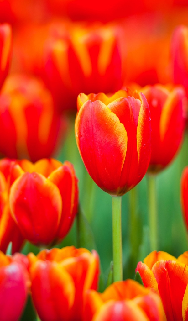 Красные тюльпаны с желтыми ободками на лепестках 