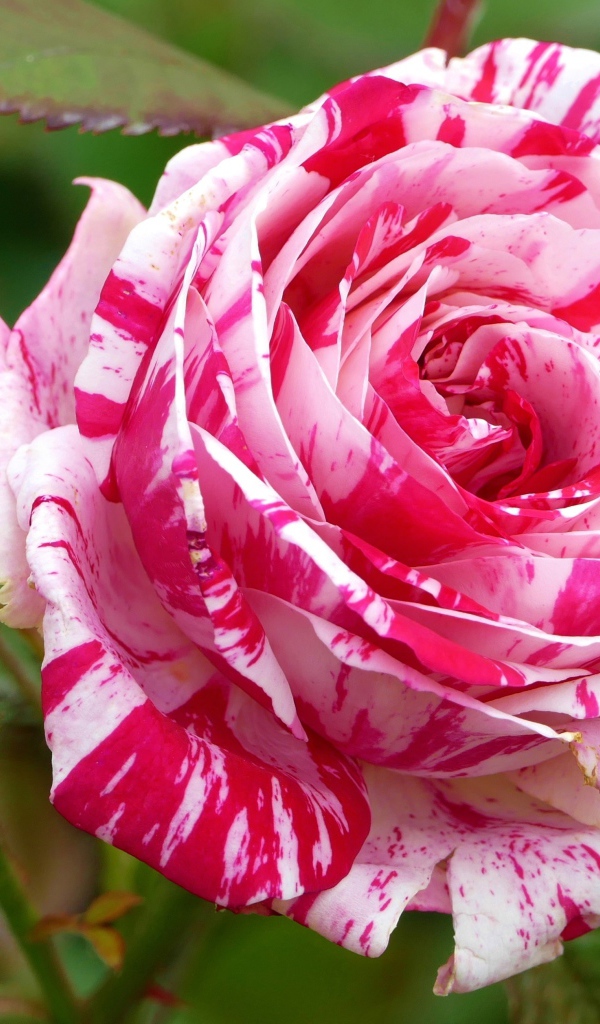 Роза с красивой расцветкой с бутоном