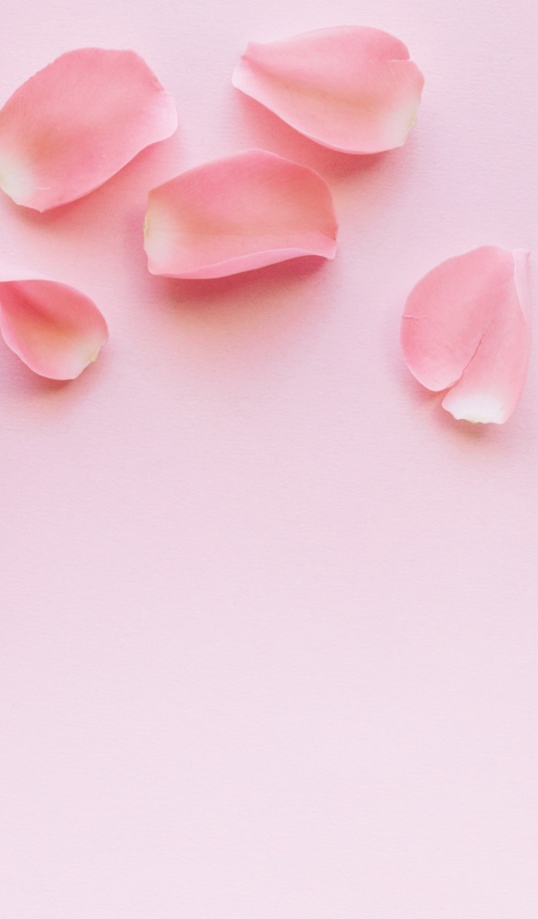 Роза с лепестками на розовом фоне