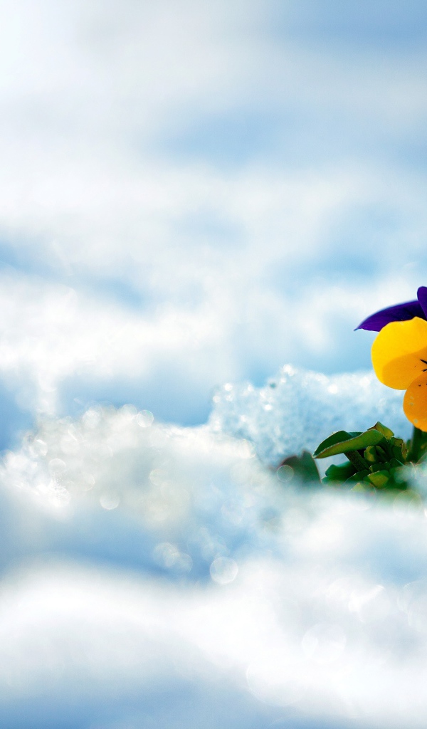 Маленький нежный цветок анютины глазки в снегу