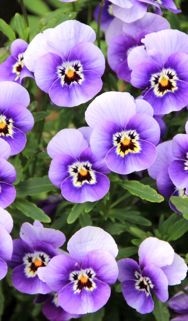 Маленькие нежные фиолетовые цветы анютины глазки