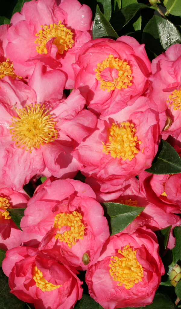 Мелкие розовые цветы камелии крупным планом