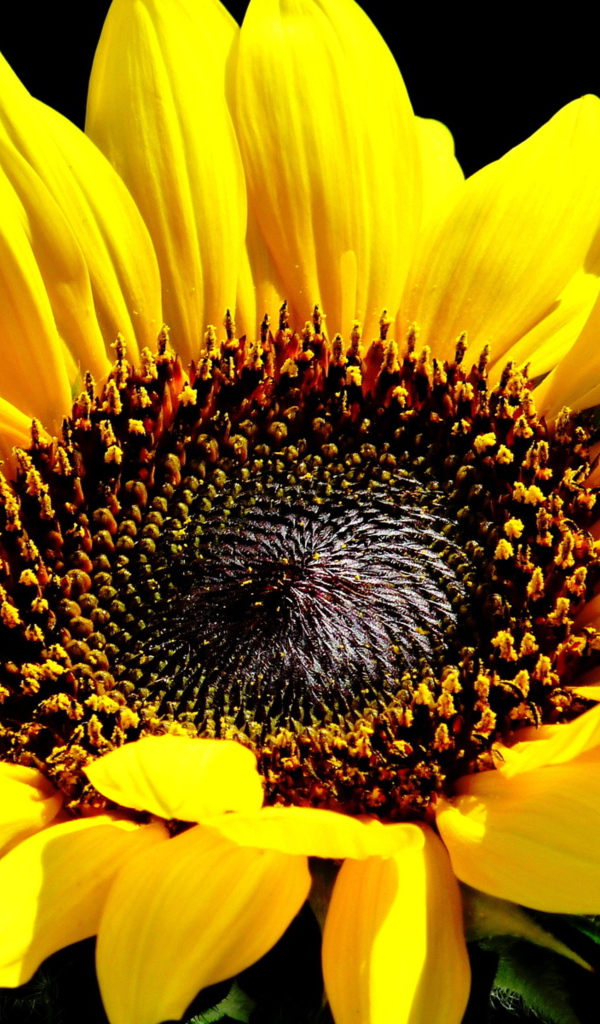 Цветок подсолнуха крупным планом на черном фоне 