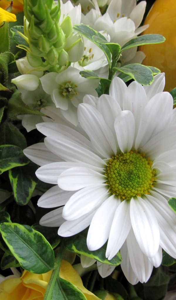 Цветы подсолнуха с белыми цветами хризантемы 