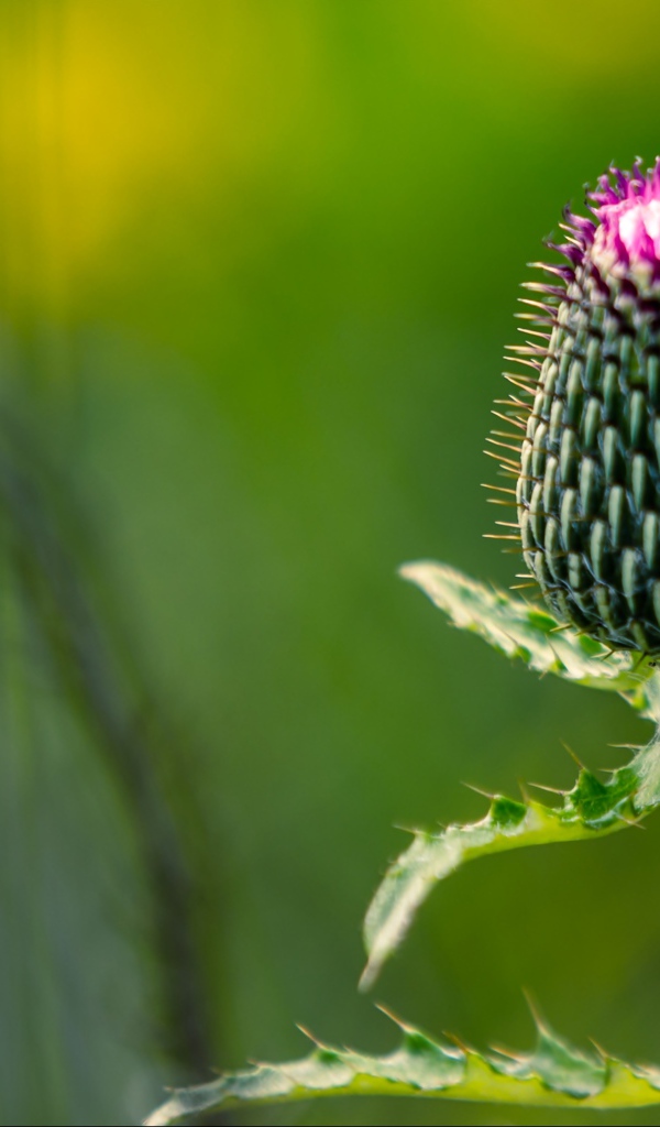 Нераспустившийся цветок чертополоха на зеленом фоне