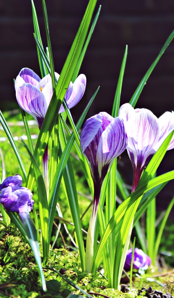 Первые весенние цветы крокусы в лучах солнца