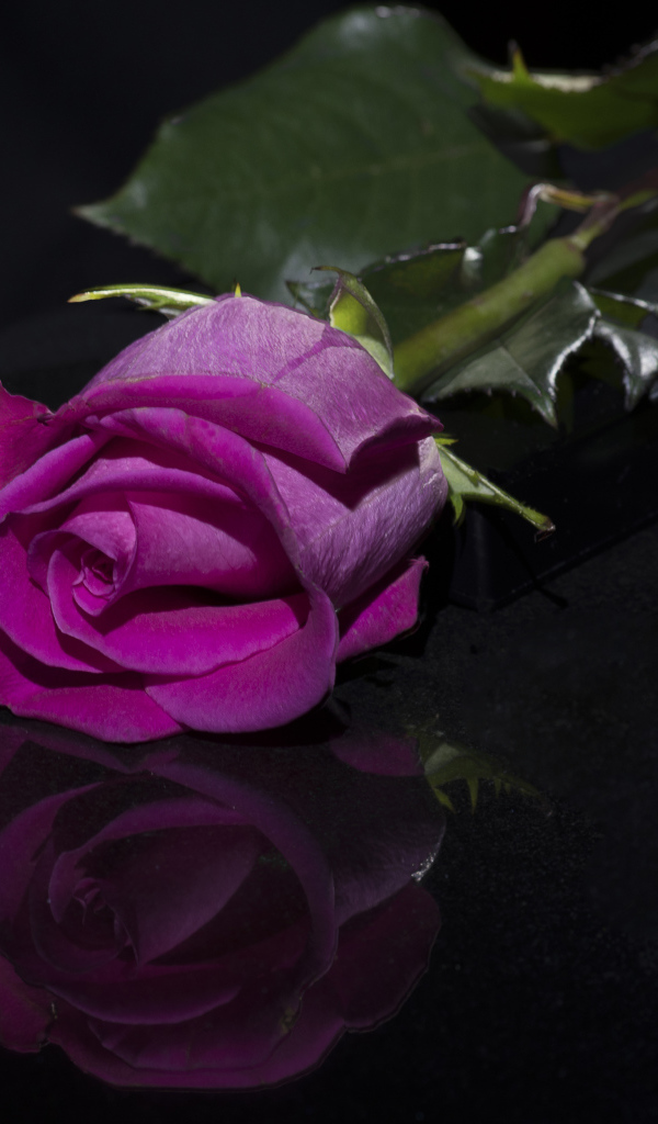 Розовая роза отражается в черной поверхности