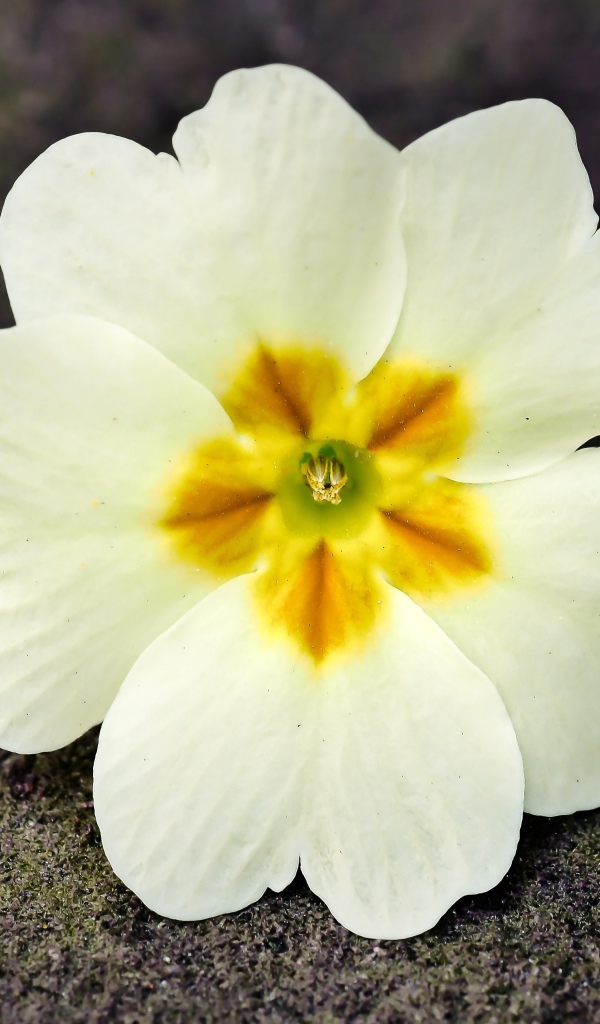 Белый цветок примулы лежит на земле