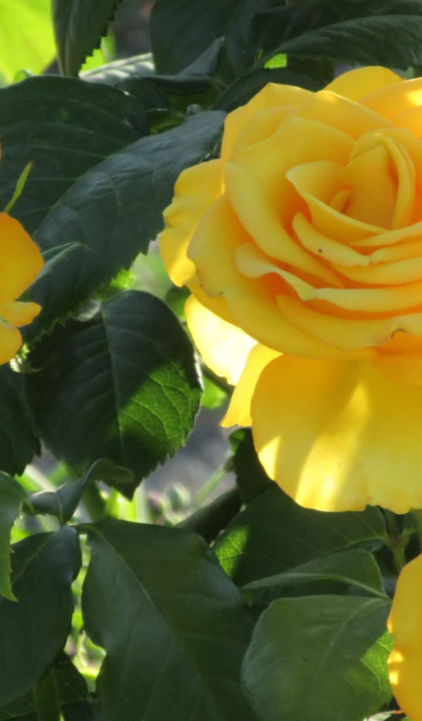 Три красивые нежные желтые розы на клумбе 