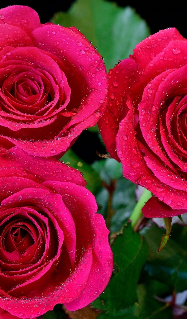 Три красивых розовых розы в каплях воды