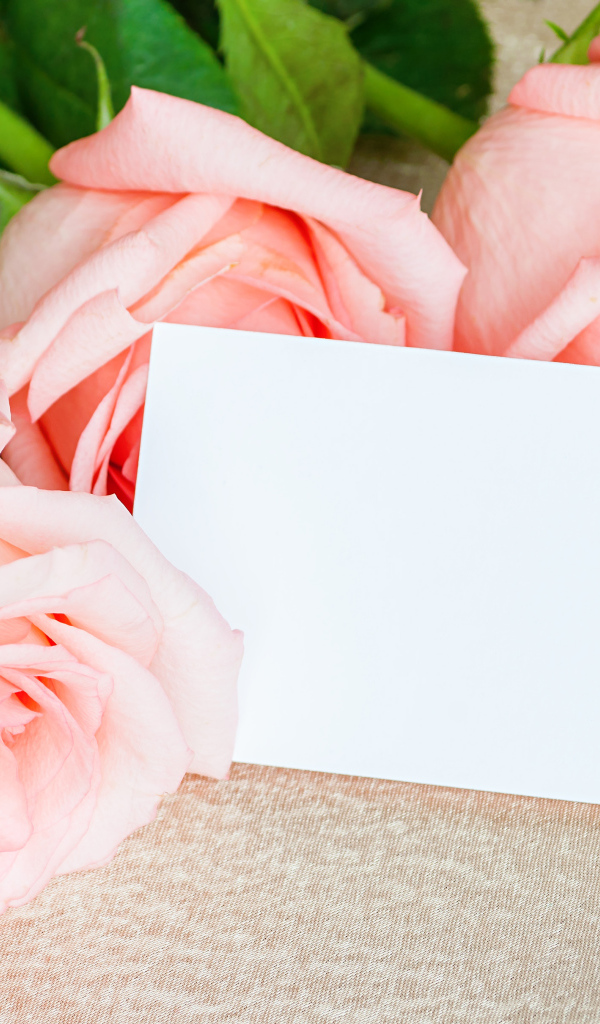 Три крупные розовые розы с белым листом, шаблон открытки