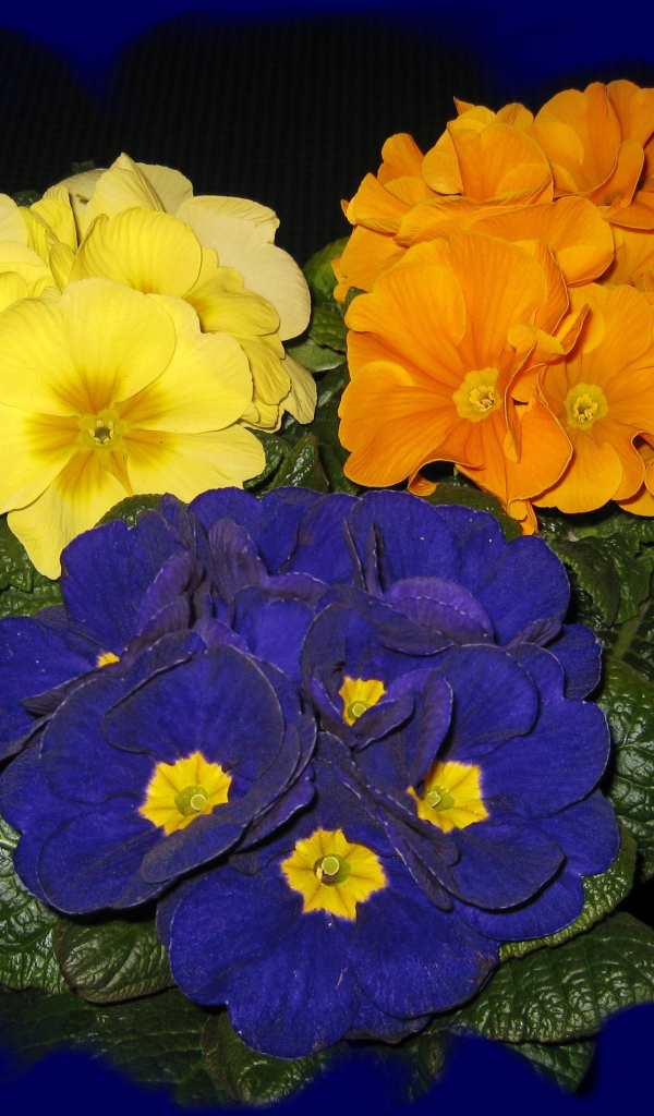 Три разноцветных комнатных цветка примула на синем фоне