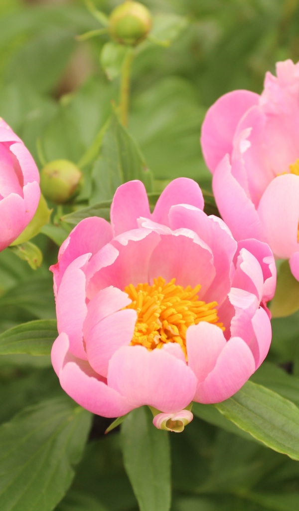 Три розовых цветка пиона