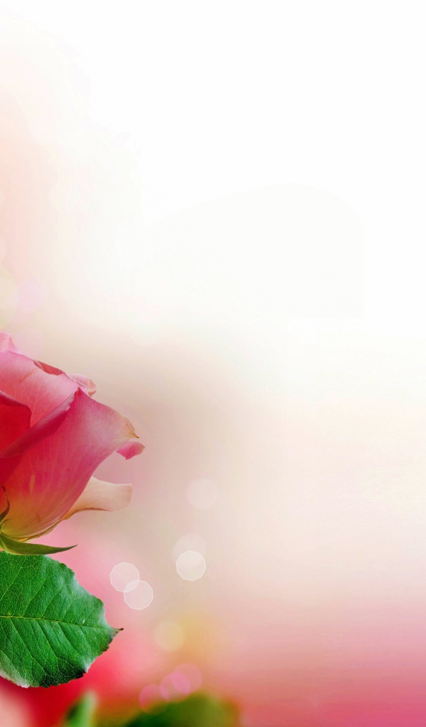 Три розовых розы, шаблон для открытки 