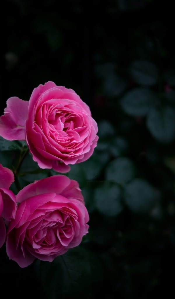 Три розовые розы на клумбе