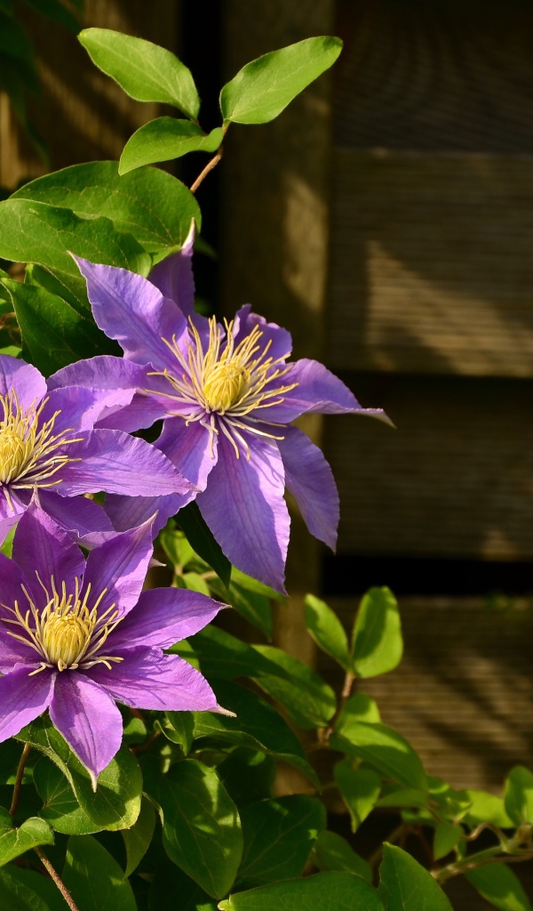 Три фиолетовых цветка клематиса с зелеными листьями в лучах солнца