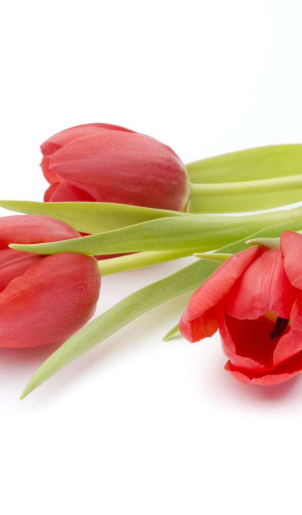 Три красных тюльпана на белом фоне