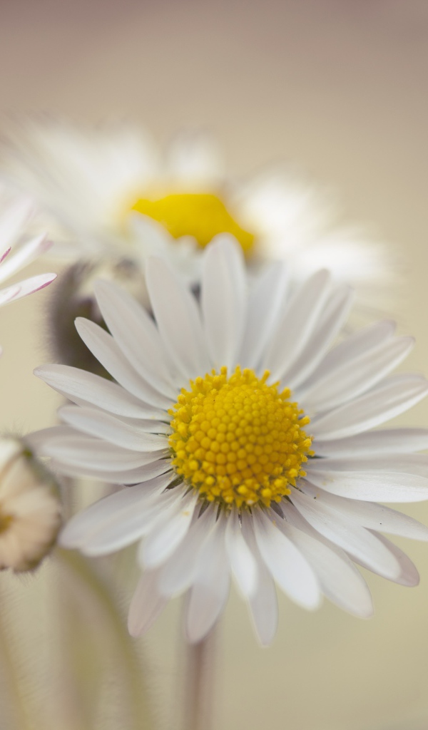 Три белые ромашки крупным планом