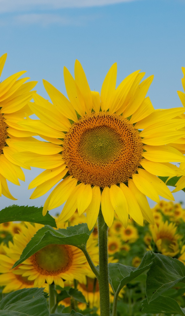 Три желтых цветущих подсолнуха под голубым небом крупным планом