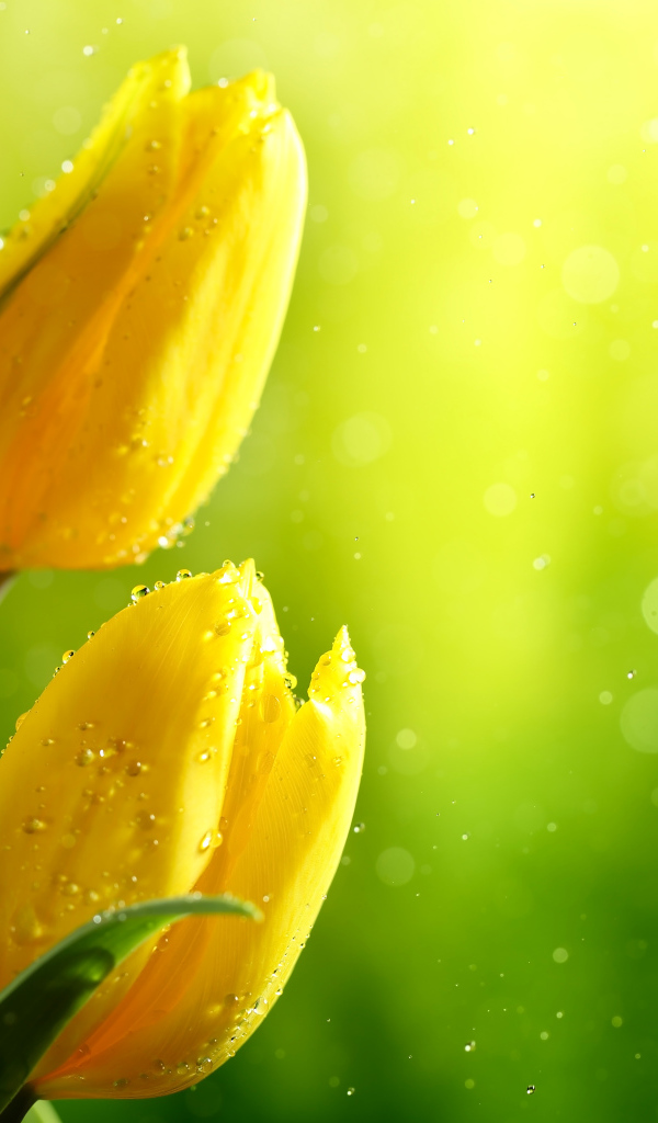 Три желтых тюльпана в каплях воды фон для открытки