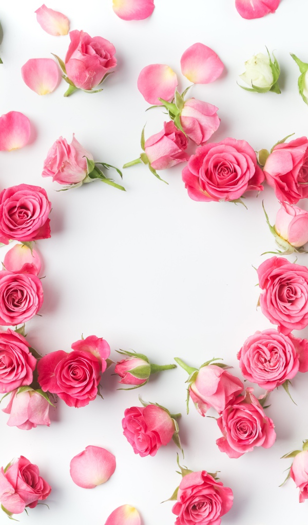 Сорванные белые и розовые розы с лепестками на сером фоне