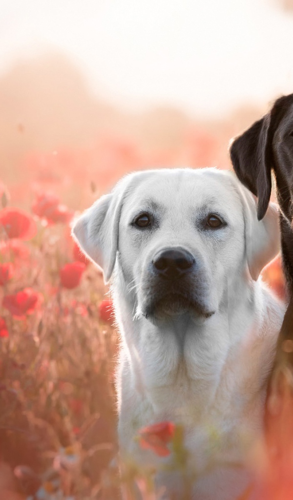 Два лабрадора в цветах красного полевого мака