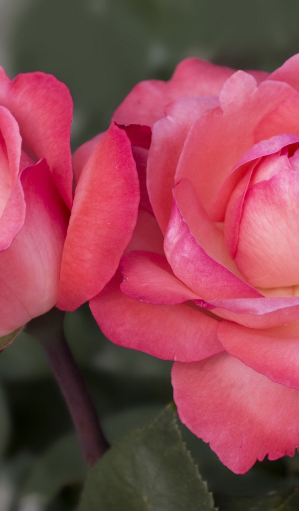 Две красивые пышные розовые розы вблизи 