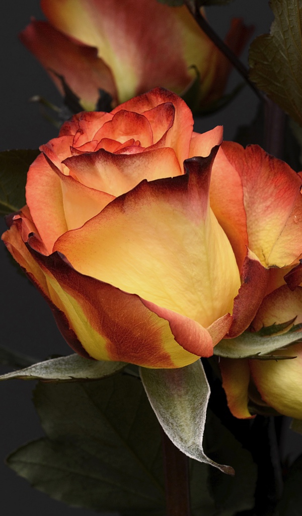 Две красивые оранжевые розы на сером фоне