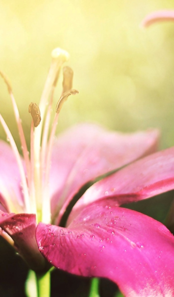 Две красивые розовые лилии 