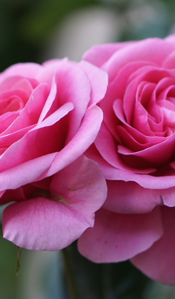 Две красивые розовые розы крупным планом