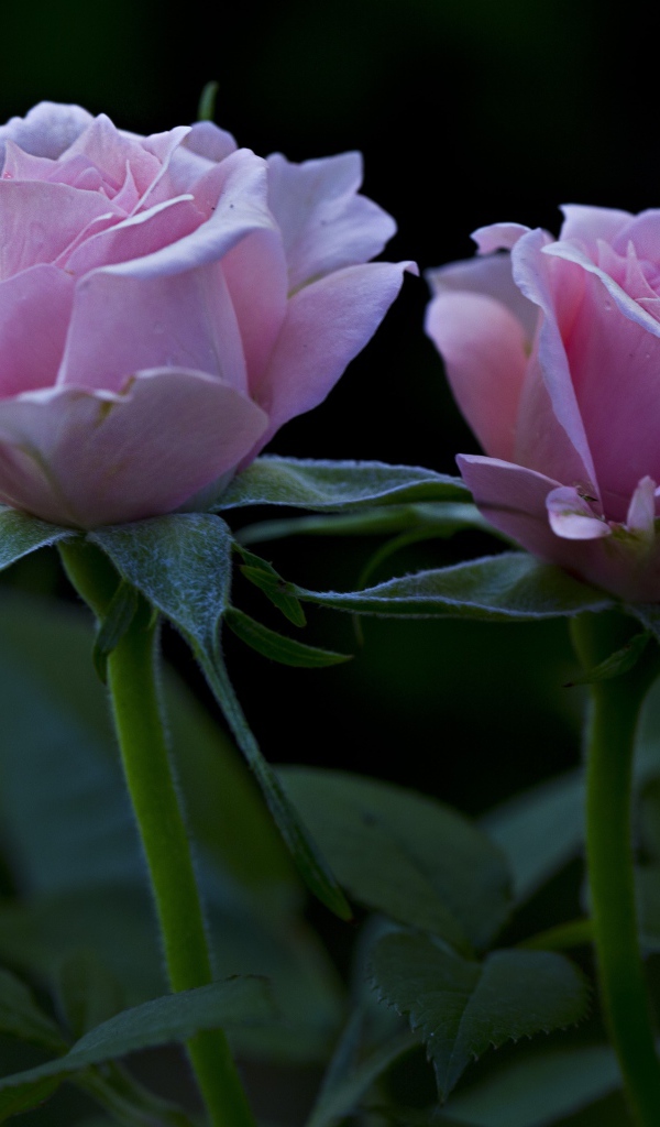 Две красивых розовых розы на клумбе