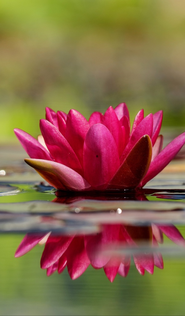 Два красивый розовых цветка водяной лилии в воде 