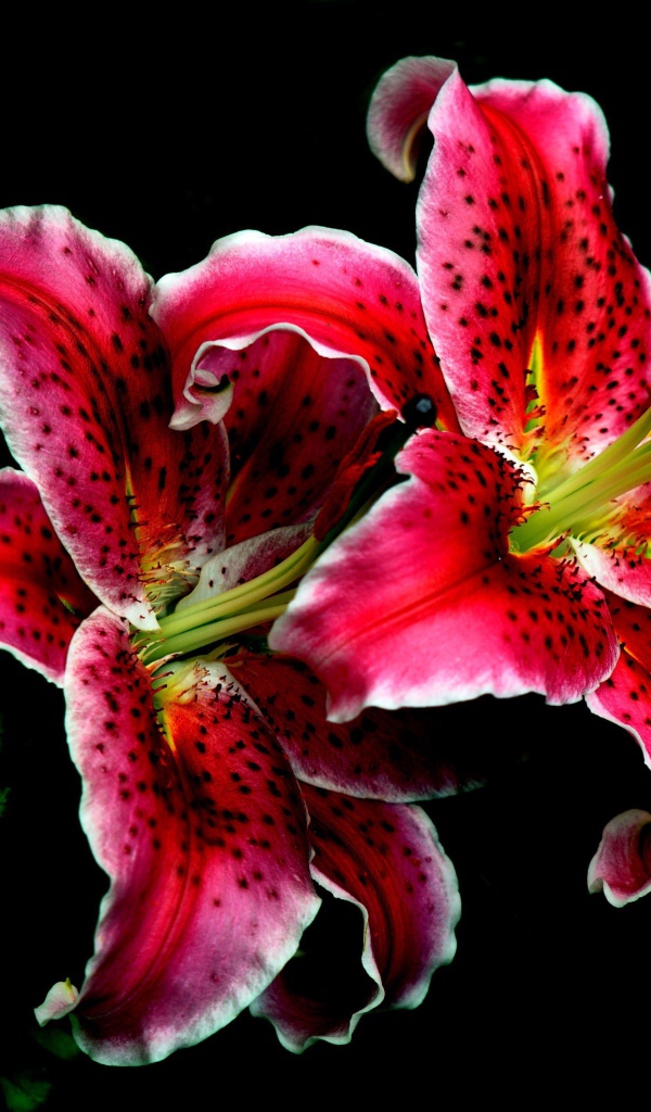 Две красивые тигровые лилии на черном фоне