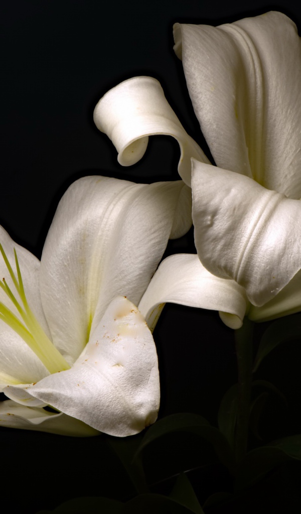 Две красивые белые лилии на черном фоне