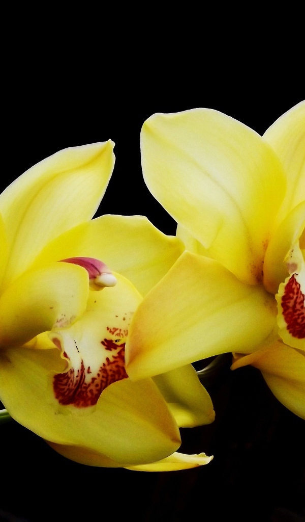 Два красивых желтых цветка орхидеи на черном фоне