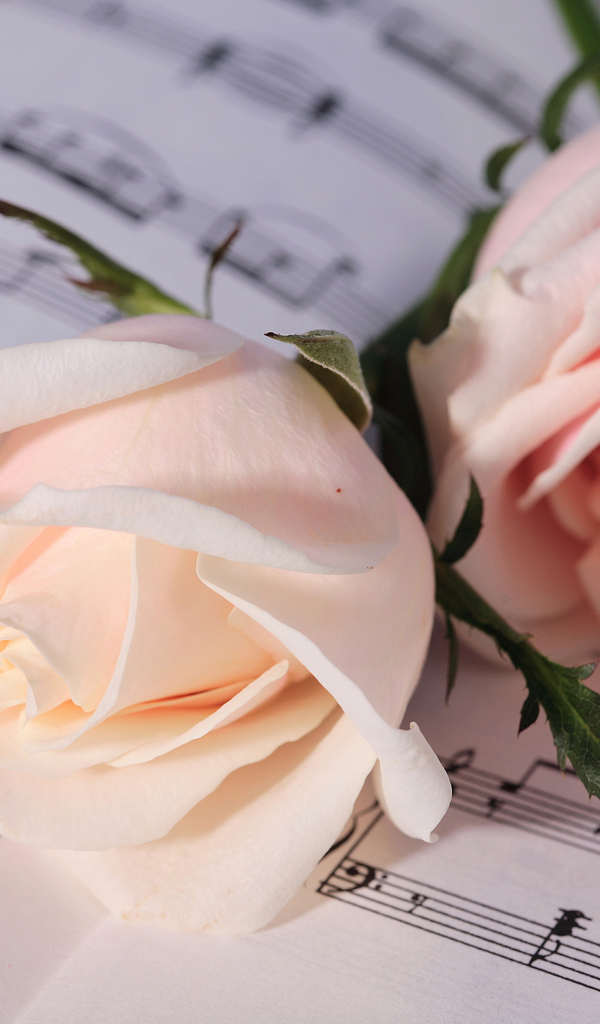 Две нежные розовые розы лежат на нотах 