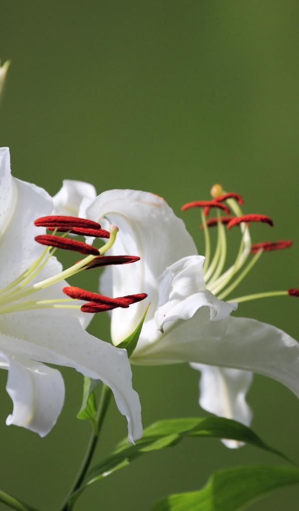 Две нежные белые лилии с бутоном