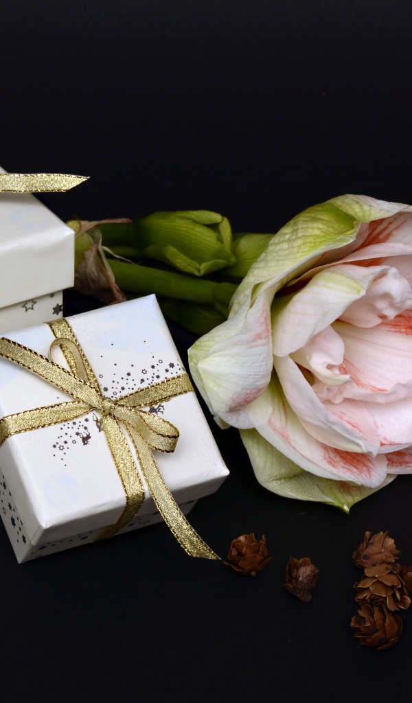 Два подарка и цветок амариллиса на черном фоне