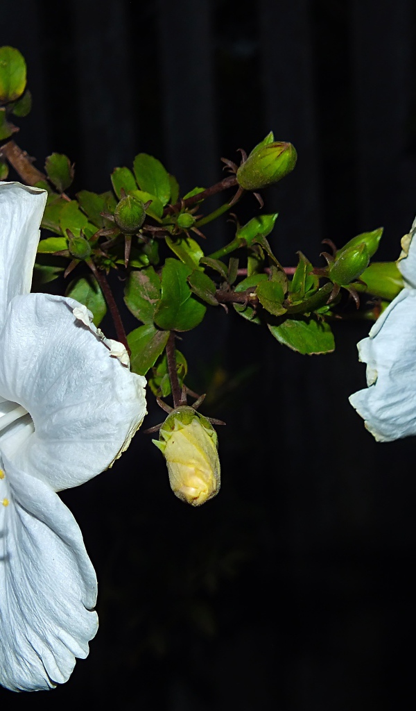 Два больших белых цветка гибискуса с бутонами