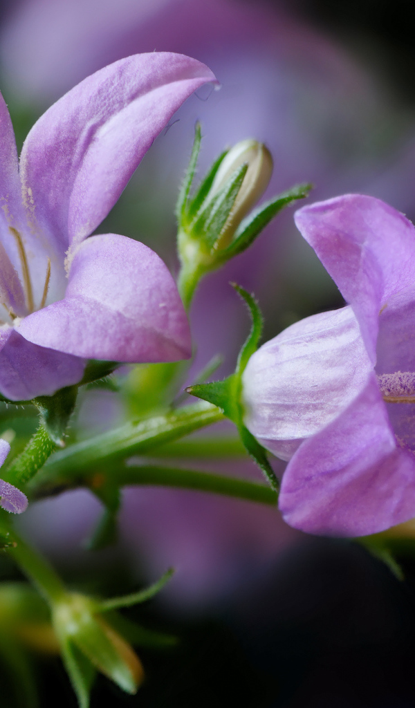 Два сиреневых колокольчика крупным планом