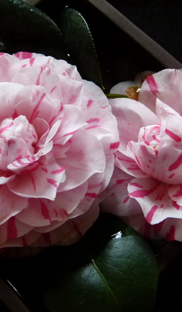 Два розовых цветка камелии крупным планом