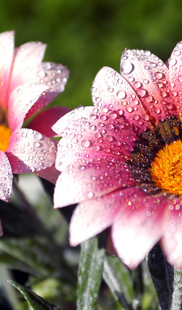 Два розовых цветка газании в каплях росы