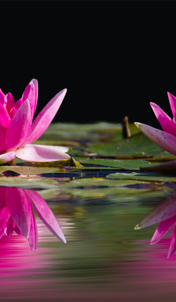 Два розовых цветка лотоса в воде 