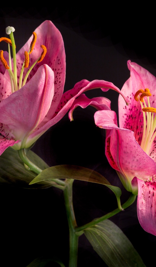 Две розовые тигровые лилии на черном фоне