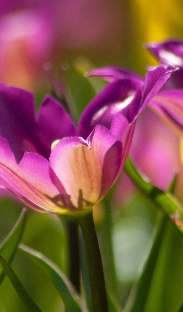 Два фиолетовых цветка тюльпана крупным планом